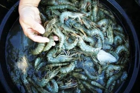 udang cumi ekspor indonesia min