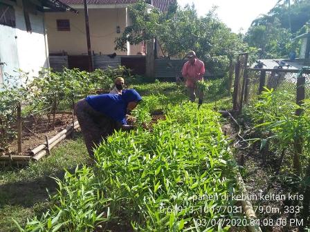 manfaatkan pekarangan 1