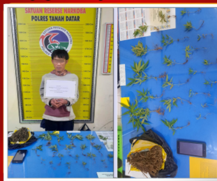 Tanam Ganja di Dalam Rumah, Warga Tanjung Baru Tanah Datar Dicokok Polisi 1 Screenshot 2023 0907 113948